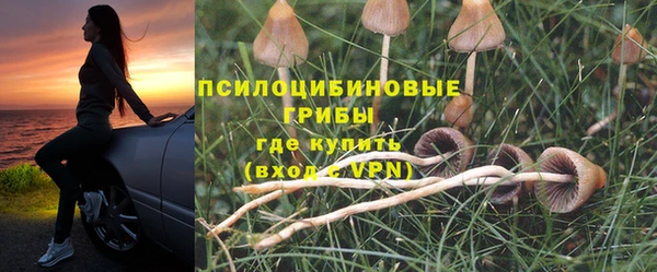 PSILOCYBIN Гусиноозёрск