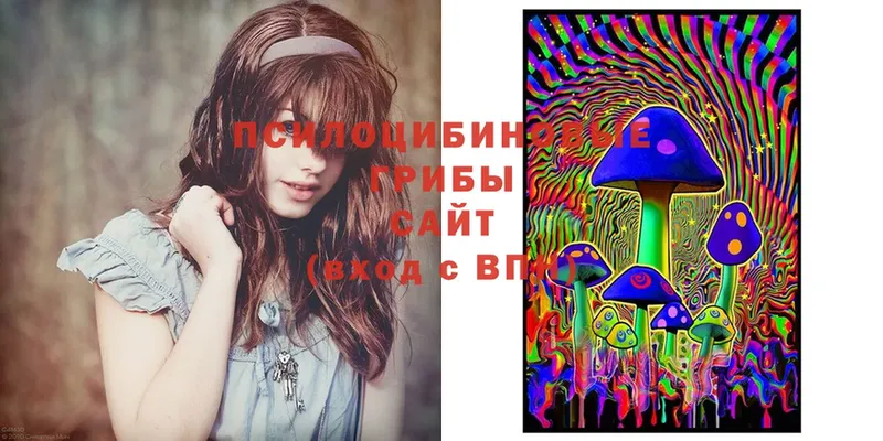 Псилоцибиновые грибы Psilocybe  Жиздра 